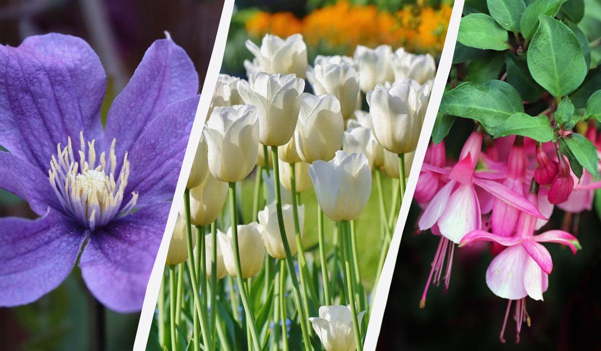 Ekspert wymienia 7 roślin, które warto posadzić w ogrodzie tej jesieni