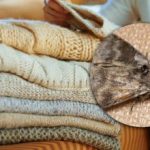 Jak pozbyć się moli w szafkach: tylko jedna roślina może