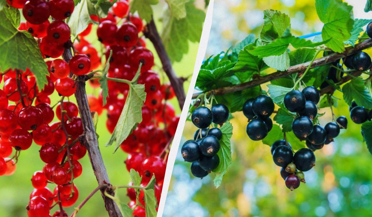 Jak prawidłowo sadzić porzeczki jesienią, aby latem krzewy obfitowały w jagody?