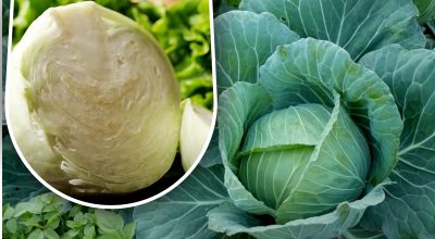 Kapustę można przechowywać przez całą zimę bez strat: metoda dziadka, która działa