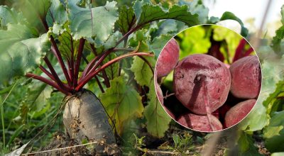 Kiedy zbierać buraki w 2025 roku: dwie oznaki dojrzałego warzywa są wymienione