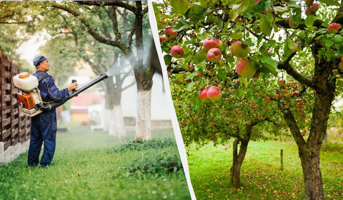 Mszyce już nigdy nie dotkną jabłoni: skuteczne rozwiązanie dwuskładnikowe