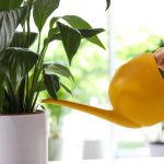 Spokojna lilia przestanie żółknąć i odżyje w ciągu zaledwie kilku