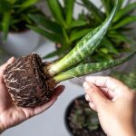 Wymieniono 7 roślin, które przyciągną szczęście i pozytywną energię w