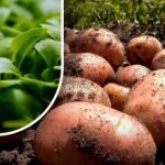 Ziemia będzie jak puch: ogrodnik powiedział, co zasiać po zbiorach